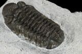 Adrisiops Weugi Trilobite - Recently Described Phacopid #115224-4